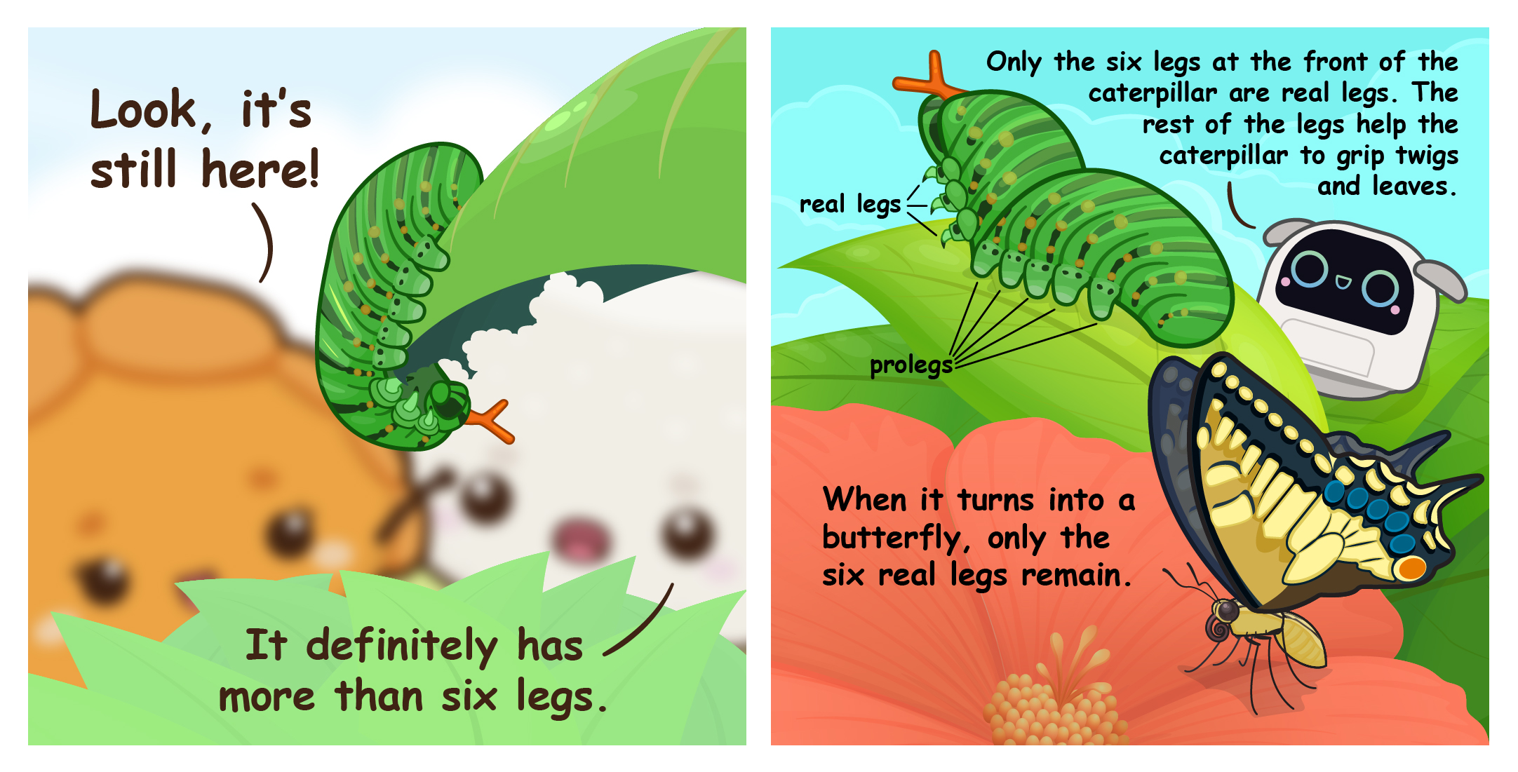 Two-panel comic explaining caterpillar anatomy, demonstrating that caterpillars have six true legs alongside several prolegs, which become six real legs when transforming into a butterfly.